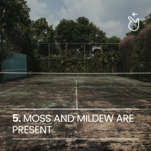 moss and mildew present on tennis court - signs of tennis court needs to be resurfaced